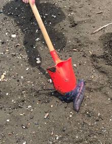 Imagen secundaria 2 - Ejemplares encontrados ayer por la mañana en playas de Málaga. 