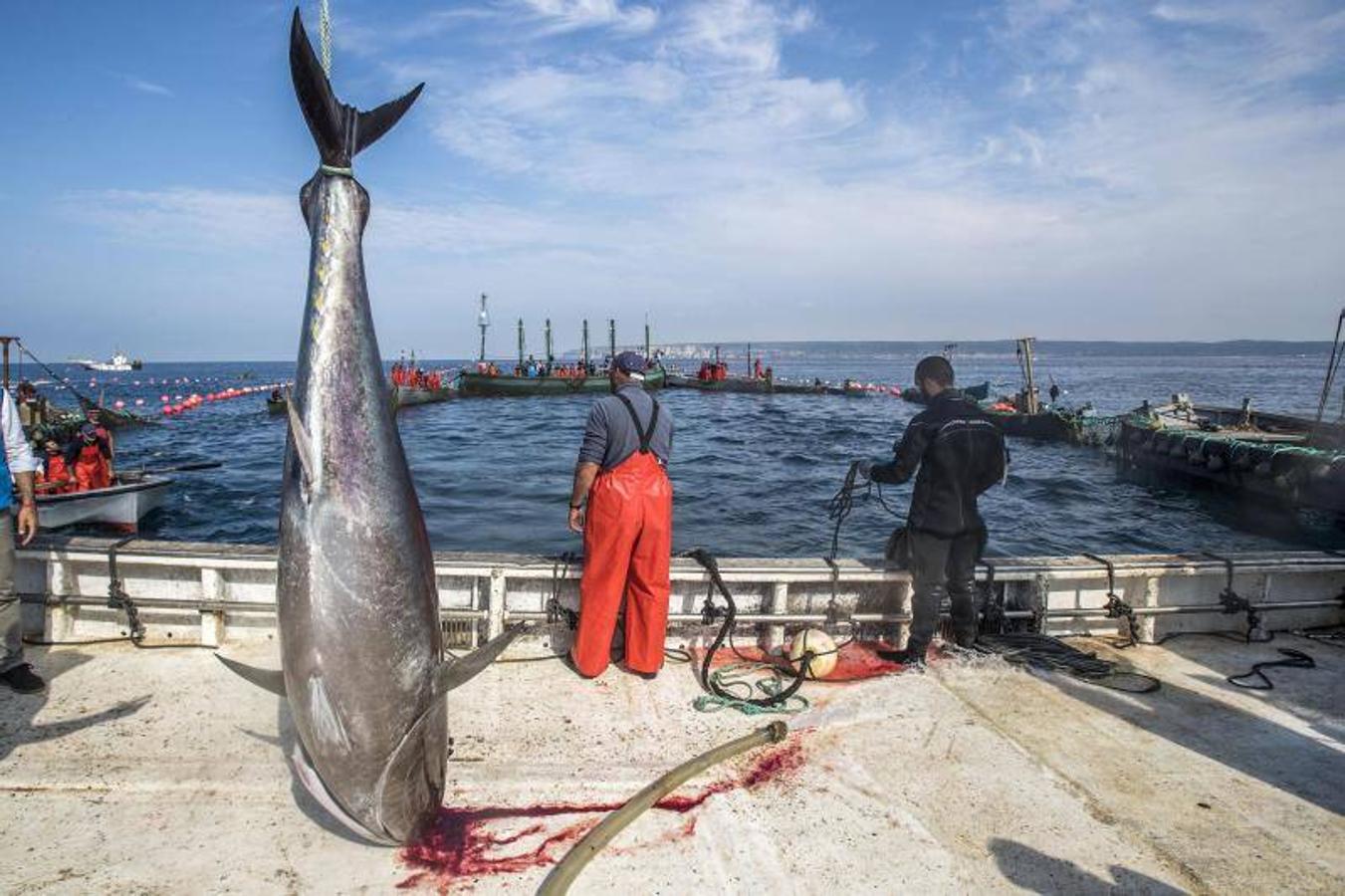 La almadraba de la localidad gaditana de Barbate, hoy durante la «levantá» de atún rojo. La Junta de Andalucía ha solicitado que en 2019 se apruebe un plan de gestión de las almadrabas, que sostienen un sistema tradicional de pesca del atún rojo, para que puedan aumentar la cuota de capturas, una vez que se ha evidenciado la recuperación de la especia.