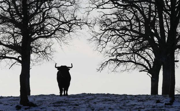 La carne del toro de lidia quiere llegar a los restaurantes