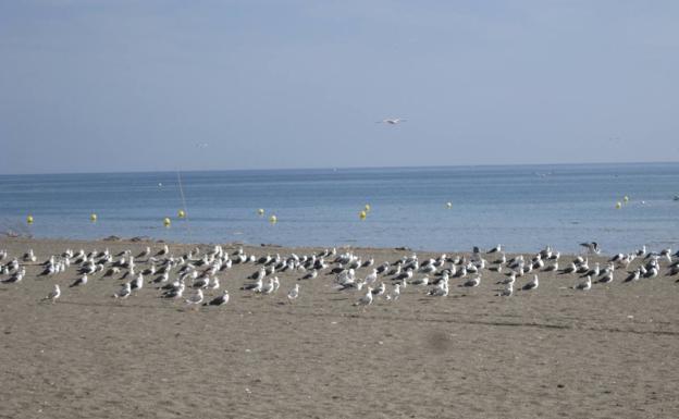 Imagen principal - Gaviotas en la playa de Chilches | Torre Moya, en Benajarafe | Esta ruta es la segunda etapa de la Gran Senda de Málaga