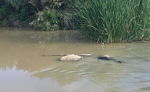 Algunos peces que fueron encontrados muertos en la zona de Zapata. 