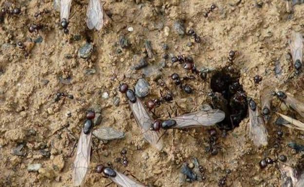 Entrelazamiento Calma soltar Hormigas voladoras o alúas | Qué son y cómo actúan las hormigas aladas.  ¿Por qué salen cuando ha llovido? | Diario Sur