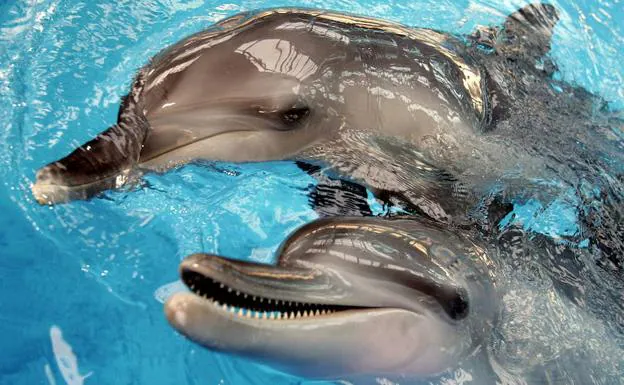 Delfines de nariz en forma de botella juguetean en la piscina del Ocean Park, en Hong Kong. 