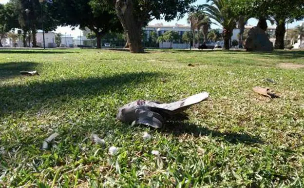 Una tórtola muerta en el Parque de Huelin, donde a diario se encuentran cadáveres de estas aves.