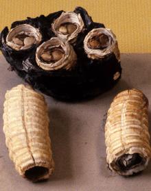 Imagen secundaria 2 - El malagueño del Paleolítico, sibarita del marisco