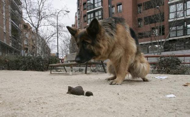 La Policía denuncia a 341 dueños de perros por no registrar el ADN en el censo de la capital