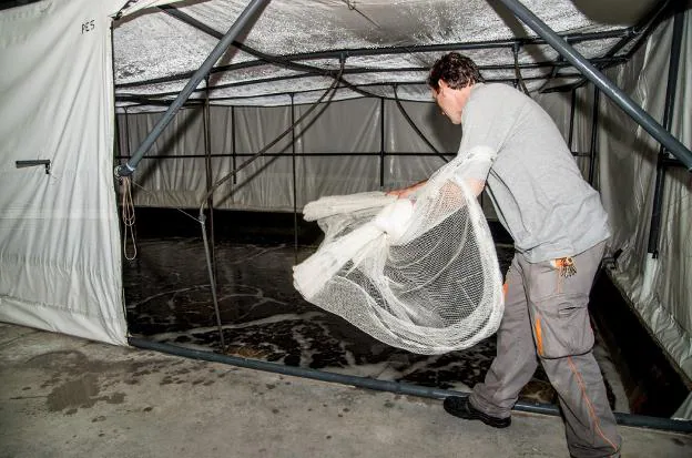 La piscifactoría cuenta con 24 piscinas para la cría del langostino. 