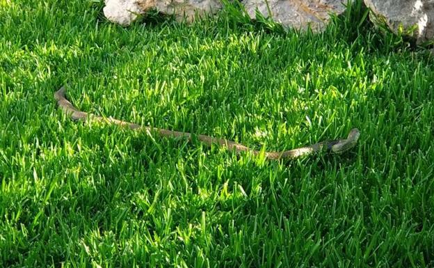 Imagen de la serpiente en el jardín de la vivienda de Benajarafe.