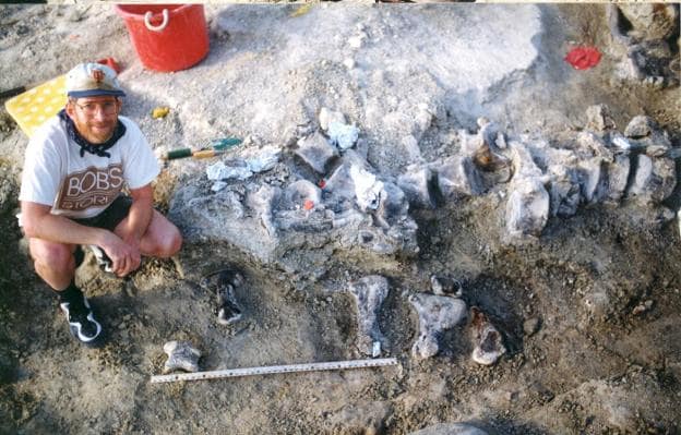 Foto de las excavaciones de 1998, con los huesos del pie del braquiosaurio debajo de la cola de un 'Camarasaurus'. A la derecha, recreación del gigantesco herbívoro  comiendo de una araucaria.  :: 