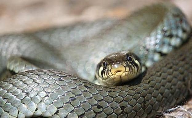 Cómo hay qué reaccionar te encuentras con una serpiente? | Diario Sur