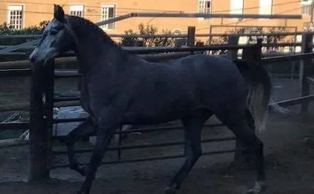 Imagen principal - Denuncian el robo de un caballo de 15.000 euros en la zona de Carlinda