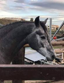 Imagen secundaria 2 - Denuncian el robo de un caballo de 15.000 euros en la zona de Carlinda