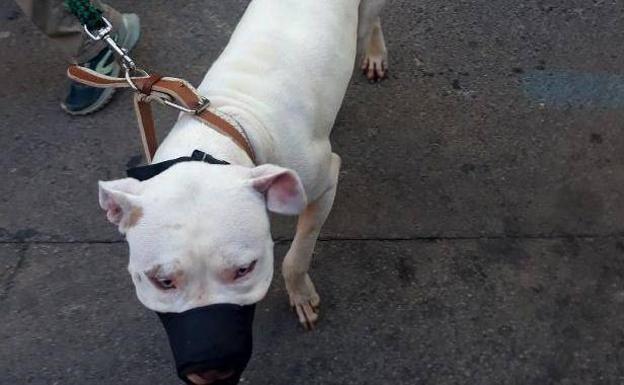 El perro que mordió a la niña, ayer, en Valencia.