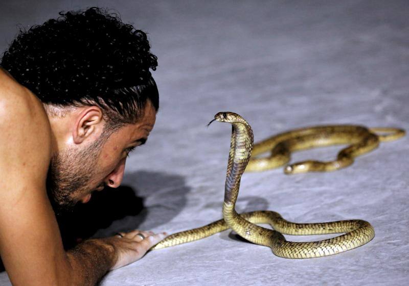 El encantador de serpientes, Amier El Refaie, duerme a las serpientes en su show en el Red Sea resort de Sharm El Sheikh, en Egipto.