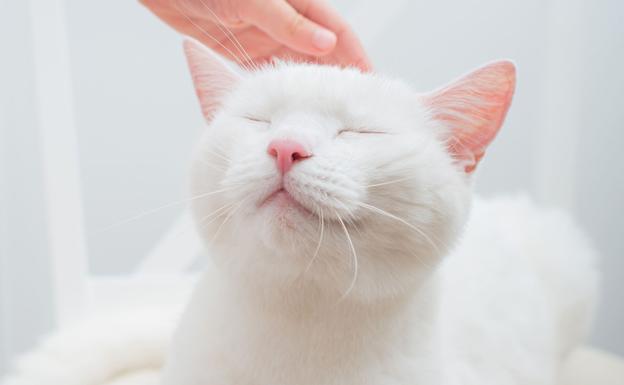 Día del gato (8 de agosto): 20 curiosidades que lo hacen un animal único