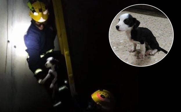 Imagen del rescate de la perra. Arriba, Ginebra en el parque del bomberos. Vídeo del rescate.