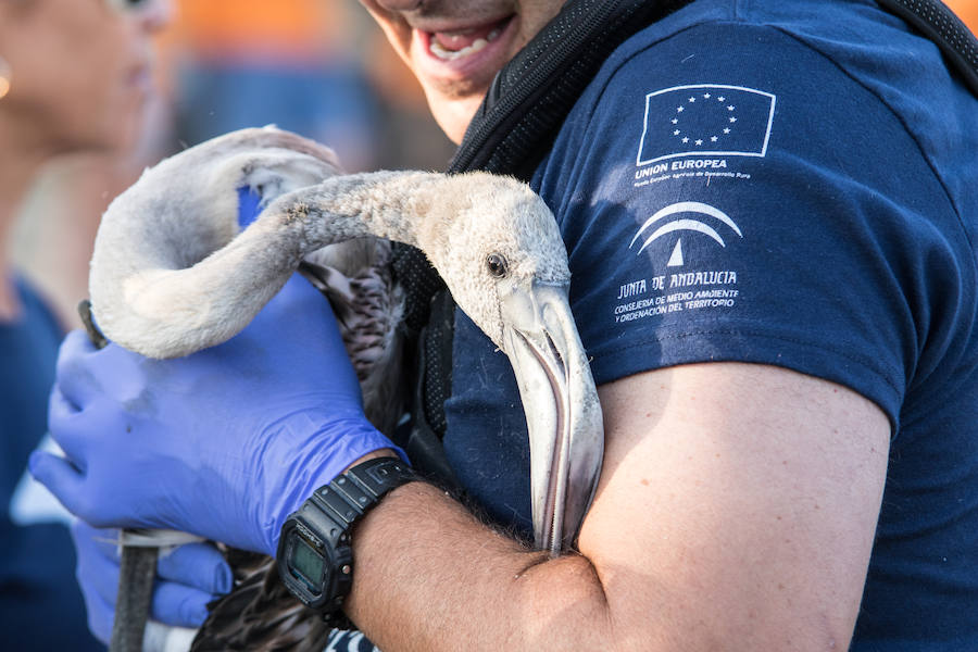 Más de 500 expertos y voluntarios participan en el anillamiento de la laguna antequerana, una jornada de gran valor científico y social