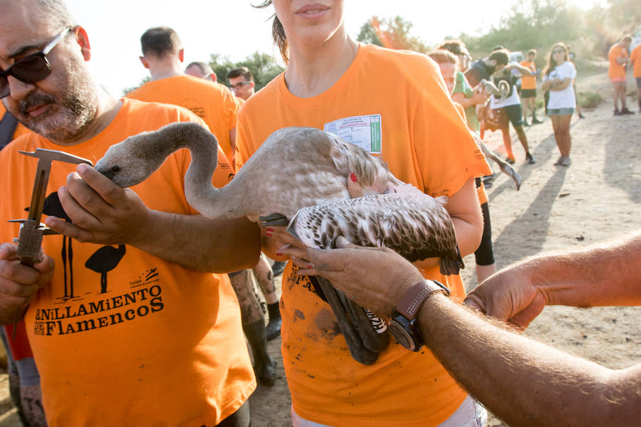 Más de 500 expertos y voluntarios participan en el anillamiento de la laguna antequerana, una jornada de gran valor científico y social