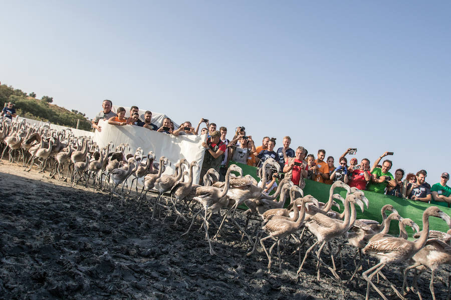 Más de 500 expertos y voluntarios participan en el anillamiento de la laguna antequerana, una jornada de gran valor científico y social