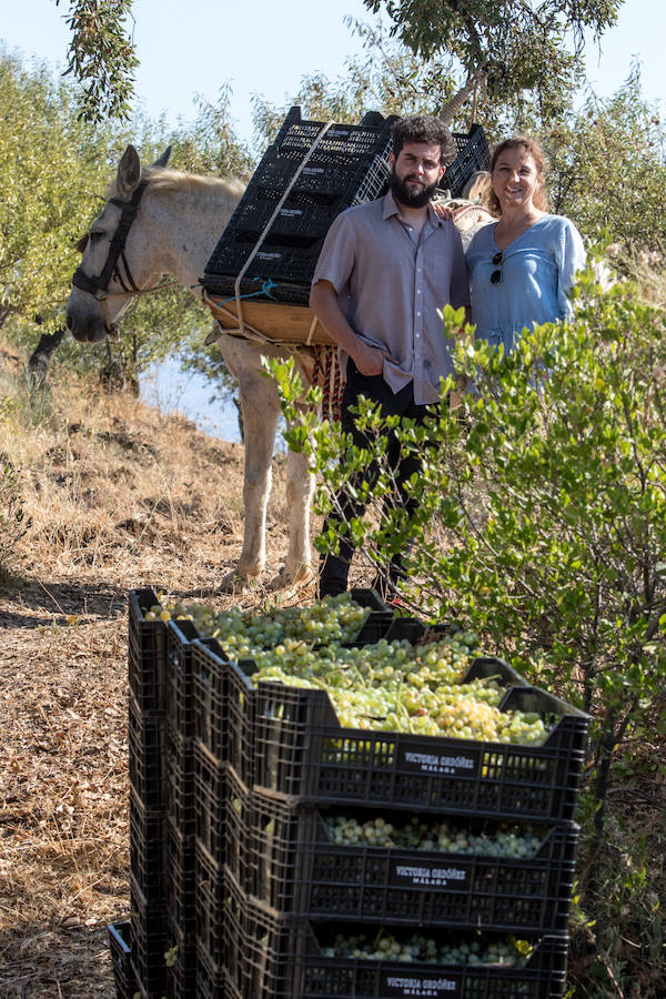 Fotos: El proyecto de vinos de Ordóñez e Hijos en los Montes de Málaga