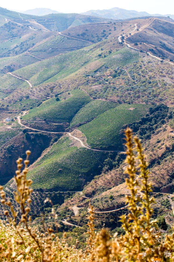 Fotos: El proyecto de vinos de Ordóñez e Hijos en los Montes de Málaga