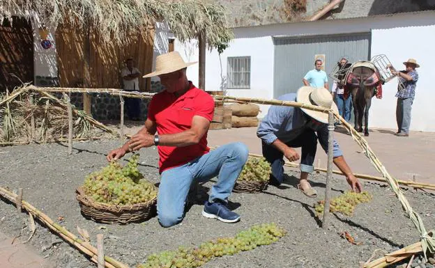 El próximo domingo el pueblo de El Borge recreará las principales tareas relacionadas con la uva moscatel.