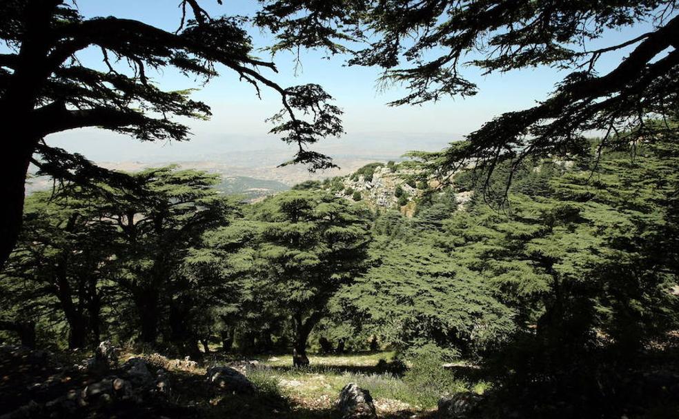 Imagen tomada hace diez años en un vigoroso bosque de cedros en una reserva natural en Baruk