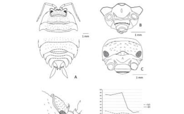 Imagen del nuevo insecto descrito por el científico Julio Cifuentes.