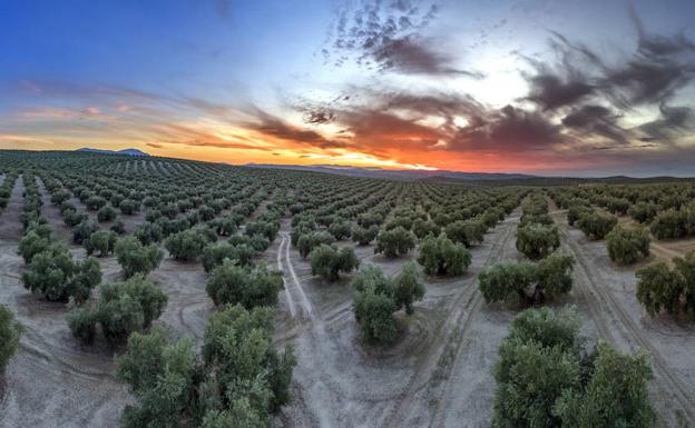 Jaén se ha convertido en un referente del oleoturismo en el mundo.