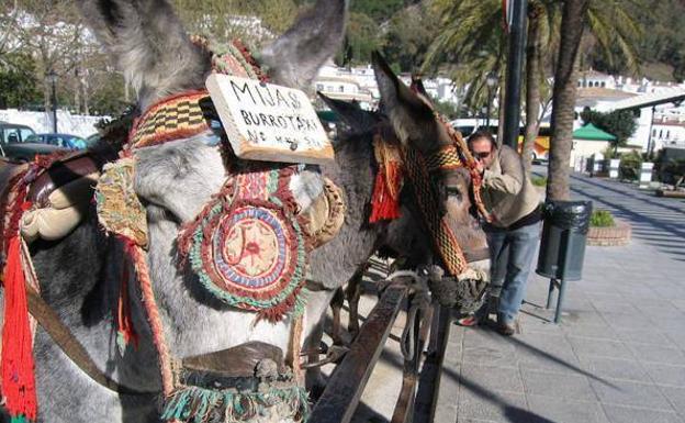 Los animalistas dudan del plan de mejora de los burros-taxi y exigen el fin del servicio en Mijas