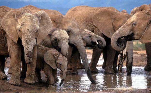 Inteligencia Artificial para salvar elefantes y el medio ambiente