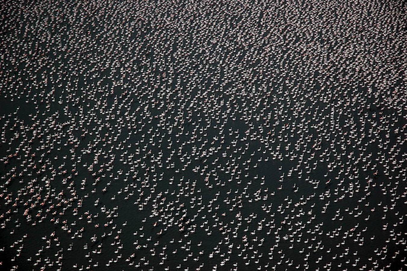 En la imagen, multitud de flamencos descansan en la playa de Doñana.