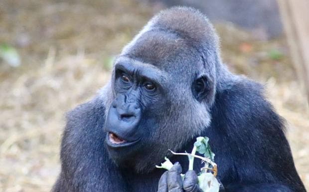 Imagen del gorila 'Buu'. 