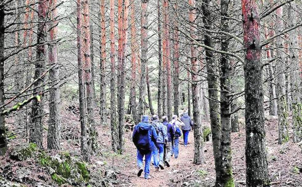 La regeneración natural mantiene con buena salud el bosque de pinsapos de la Sierra de las Nieves.
