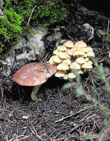 Imagen secundaria 2 - Los cuatro directores conservadores y el coordinador del plan de recuperación del pinsapo, en el mirador de Luis Ceballos. Abajo, la bruma cubre la Sierra de las Nieves y crea la atmósfera con la cantidad de humedad necesaria para el correcto desarrollo de los pinsapos. Al mismo tiempo, el manto aporta el ambiente mágico en el que discurre buena parte de la visita para aquellos que se adentran en la frondosidad del bosque de abetos milenarios. Y varias especies de setas. 