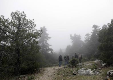 Imagen secundaria 1 - Los cuatro directores conservadores y el coordinador del plan de recuperación del pinsapo, en el mirador de Luis Ceballos. Abajo, la bruma cubre la Sierra de las Nieves y crea la atmósfera con la cantidad de humedad necesaria para el correcto desarrollo de los pinsapos. Al mismo tiempo, el manto aporta el ambiente mágico en el que discurre buena parte de la visita para aquellos que se adentran en la frondosidad del bosque de abetos milenarios. Y varias especies de setas. 