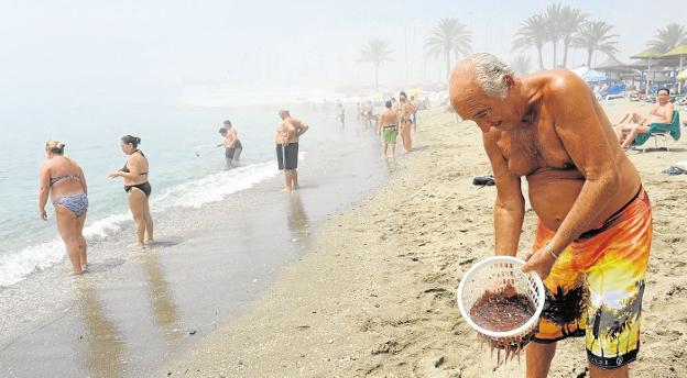 Medusas en una playa de Marbella. 