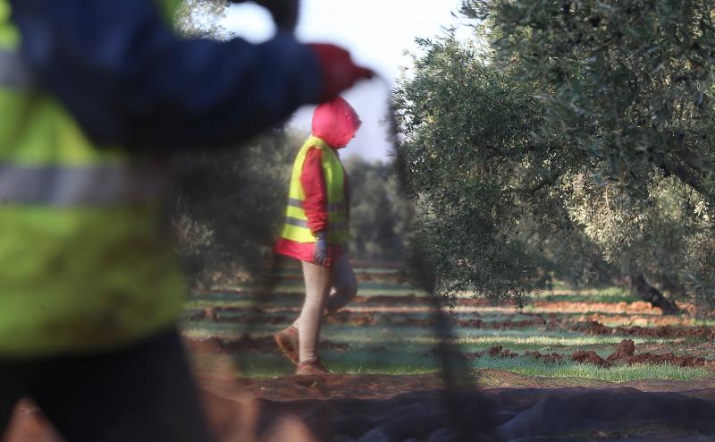 Cada vez es más complicado encontrar mano de obra para recoger la aceituna en la provincia de Málaga, lo que condiciona las fechas para realizar el trabajo. 