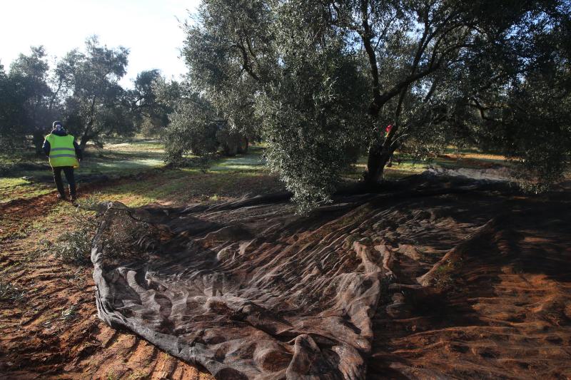 Cada vez es más complicado encontrar mano de obra para recoger la aceituna en la provincia de Málaga, lo que condiciona las fechas para realizar el trabajo. 