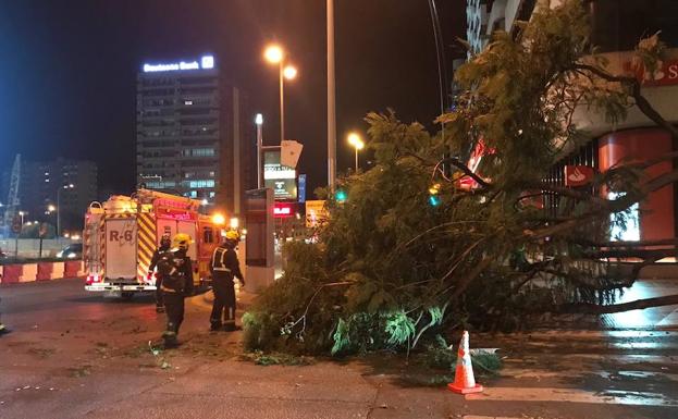 Un camión ha arrancado de cuajo un gran árbol en la calle Hilera de Málaga