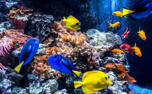 Sea Life aumenta el número de visitantes en un 10% tras ampliar su oferta