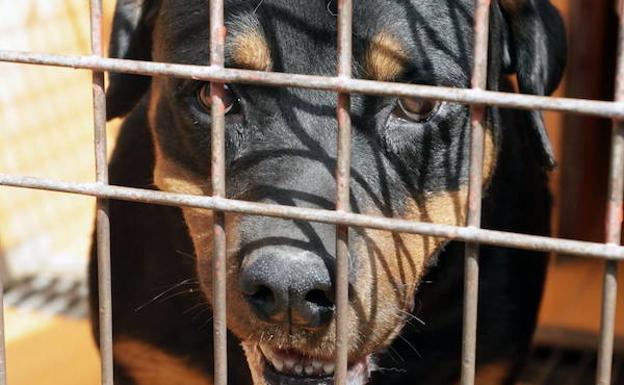 Foto de archivo de un perro de raza Rottweiler en una perrera de Murcia.
