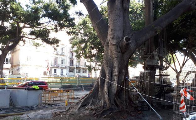 Imagen de uno de los ficus de la Alameda. 