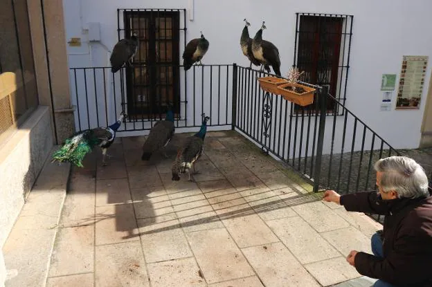 SIETE PAVOS REALES PASEAN POR EL CENTRO DE RONDA