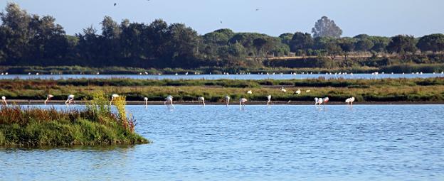 Una imagen de la Marisma del Rocío, en el parque de Doñana. 