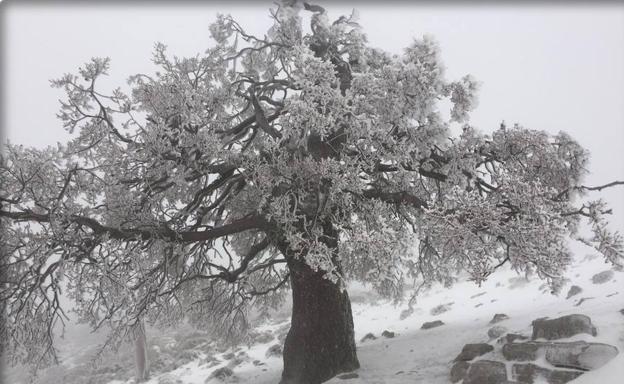 Primeras nevadas en Málaga