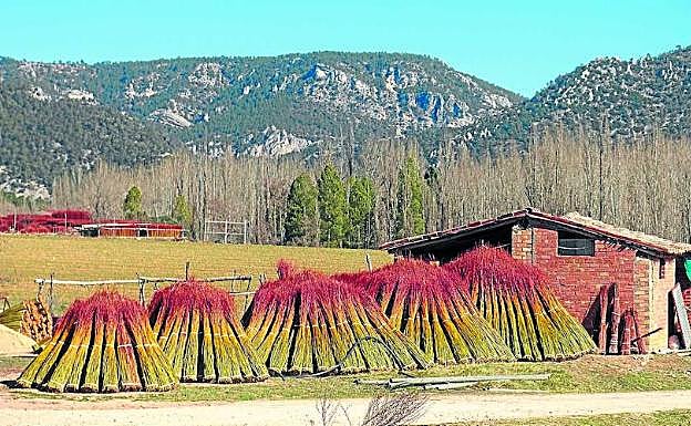Las ramas se amontonan formando las piña, que se asemejan a unas chozas. 