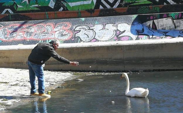 El cisne acude de forma frecuente al río.