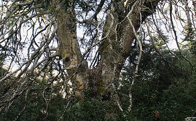 Estado actual del Pinsapo de la Escalereta. 