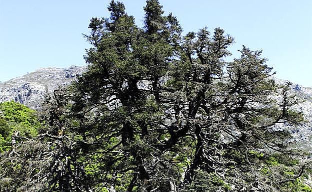 Para ver el Pinsapo de la Escalereta lo idóneo es hacerlo desde cierta distancia. 